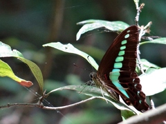 Graphium sarpedon nipponum