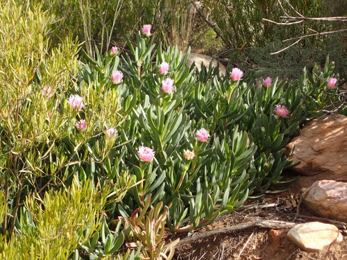 Carpobrotus mellei (Carpobrotus mellei)