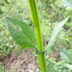 Verbesina tetraptera