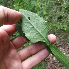 Verbesina tetraptera