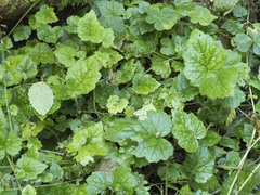 Tolmiea diplomenziesii