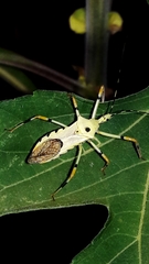 Zelus armillatus