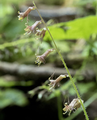 Tolmiea diplomenziesii