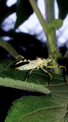 Zelus armillatus