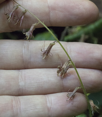 Tolmiea diplomenziesii