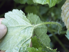 Tolmiea diplomenziesii