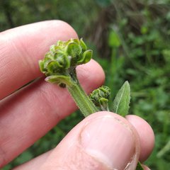 Verbesina tetraptera