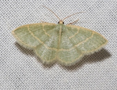 Chlorochlamys appellaria