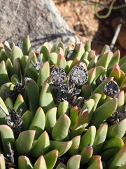 Machairophyllum albidum