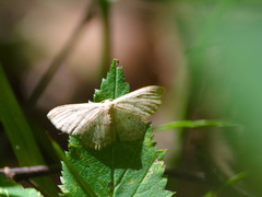 Idaea biselata