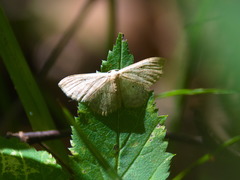 Idaea biselata