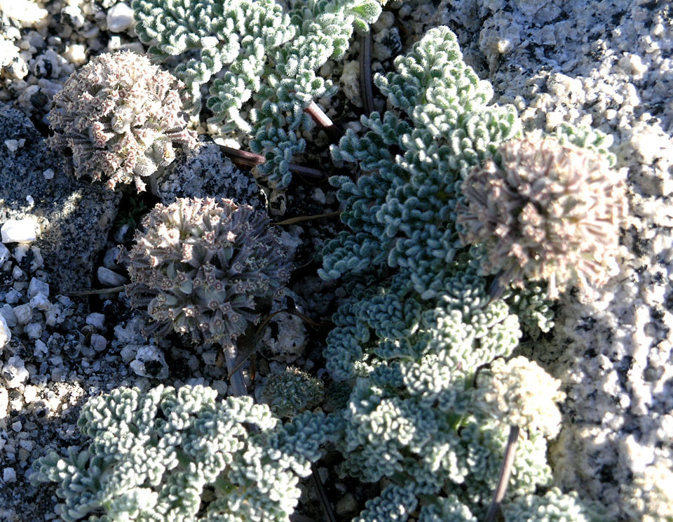pygmy mountain-parsley