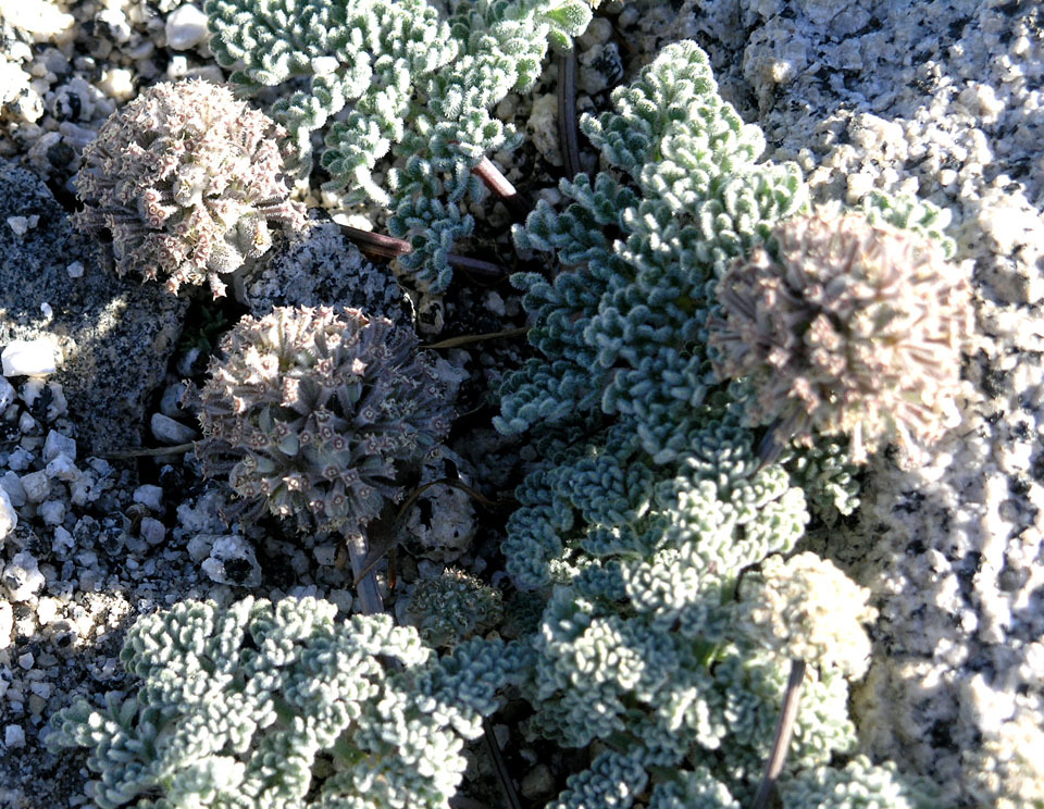 Oreonana clementis