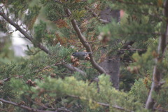 Conirostrum cinereum