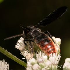 Scolia dubia haematodes