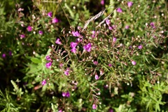 Agalinis tenuifolia