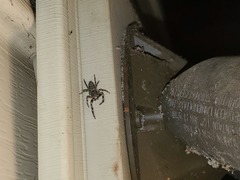 Platycryptus undatus