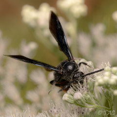 Scolia dubia haematodes