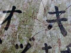 Pseudogagrella amamiana