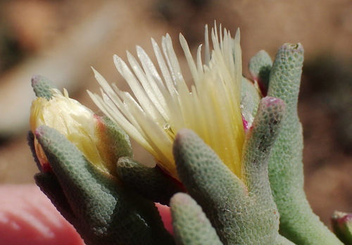 Image of Mesembryanthemum grossum by (c) Nicola van Berkel, some rights reserved (CC BY-SA)