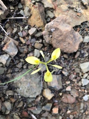 Moraea thomasiae
