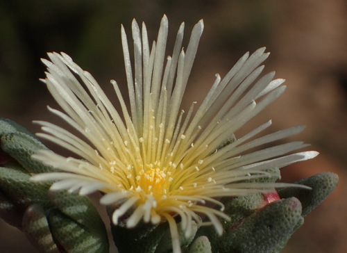 Mesembryanthemum grossum