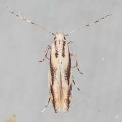 Melanocinclis lineigera