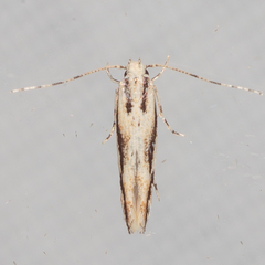 Melanocinclis lineigera