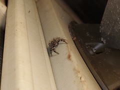 Platycryptus undatus