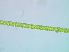 Oedogonium undulatum