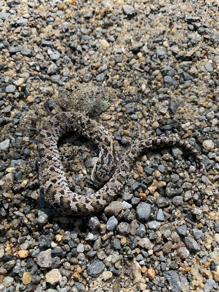 Eastern Hognose Snake from Killens Pond State Park, Harrington, DE, US ...