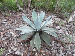 Agave hiemiflora