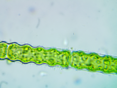 Oedogonium undulatum