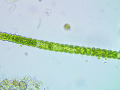 Oedogonium undulatum