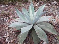 Agave hiemiflora