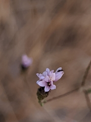 Lessingia micradenia micradenia