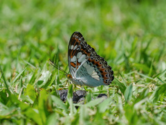 Moduza procris milonia