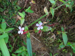 Schwackaea cupheoides