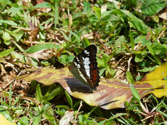 Moduza procris milonia