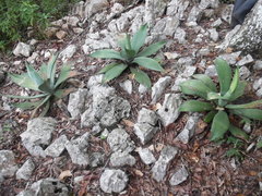 Agave hiemiflora