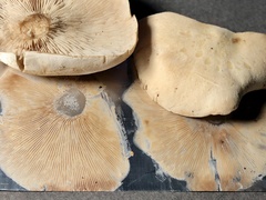 Clitocybe connexa