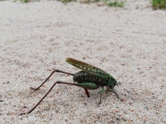Decticus verrucivorus
