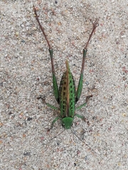 Decticus verrucivorus