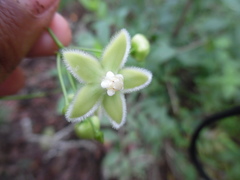 Blepharodon mucronatum