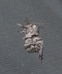 Panthea acronyctoides