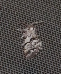 Panthea acronyctoides