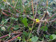 Halerpestes sarmentosa