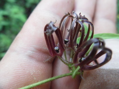 Matelea medusae