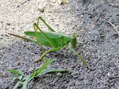 Tettigonia orientalis