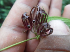 Matelea medusae